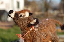 Chloe The Heifer